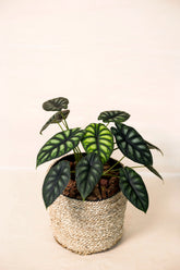 Alocasia baginda "Dragon Scale"